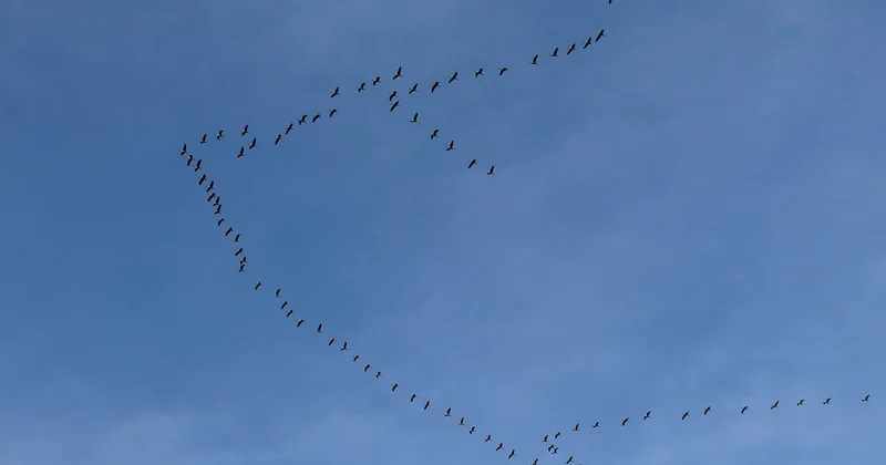 Préparer la migration avant de toucher au DNS